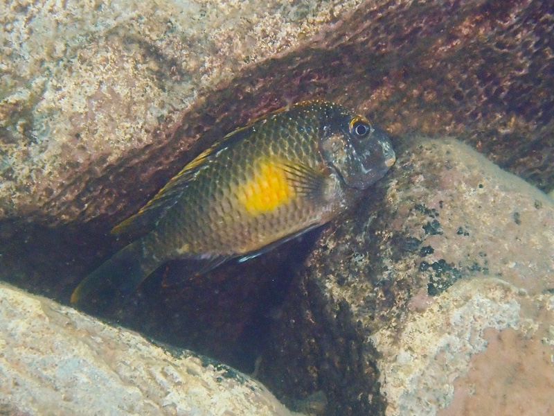 Tropheus moorii 'Kalambo Lodge' Kushangaza